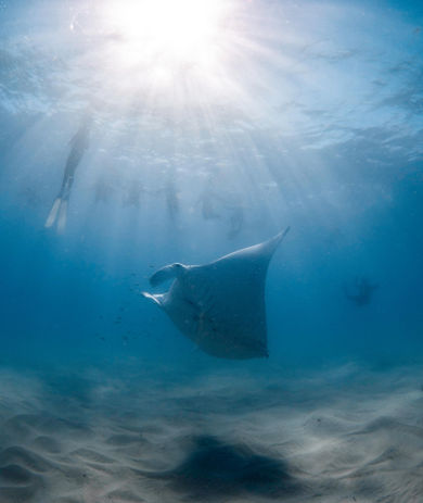 sunshine through water with swimmers and a manta ray
