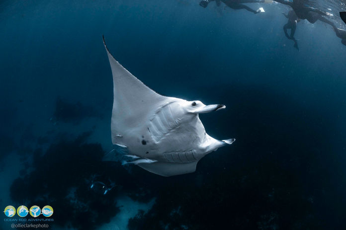 manta ray swimming over sand with swimmers on the surface