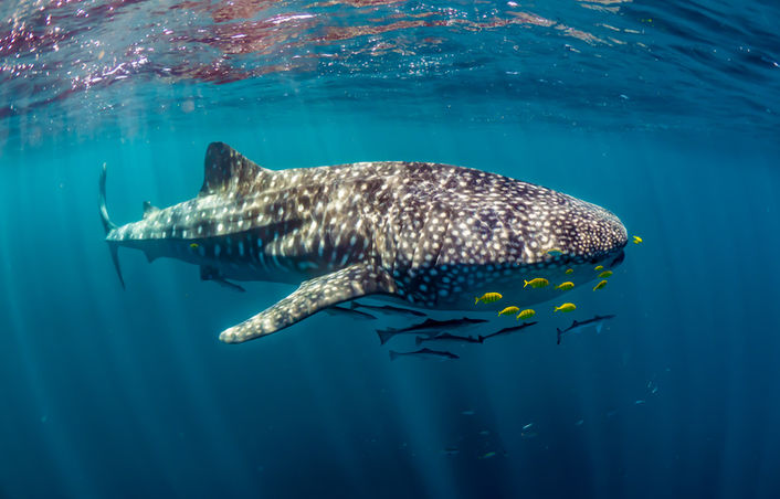 whale shark swimming with yellow fish