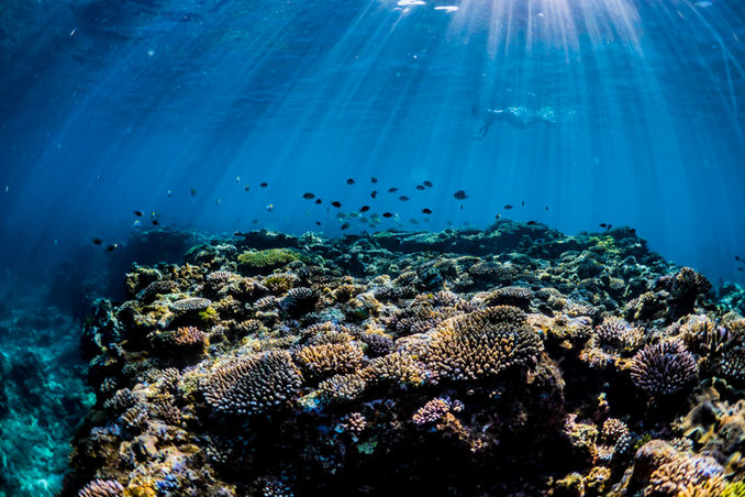 underwater photo of reef