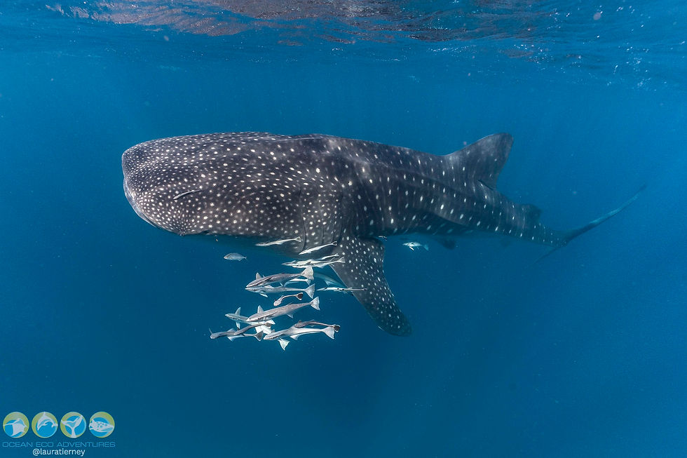 Whale shark glides through deep blue water with remoras beneath it.