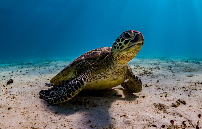 green sea turtle underwater