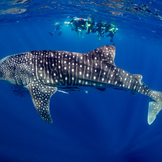 groups of people all looking at a whale shark