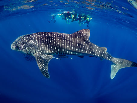 group of swimmers with a whale shark