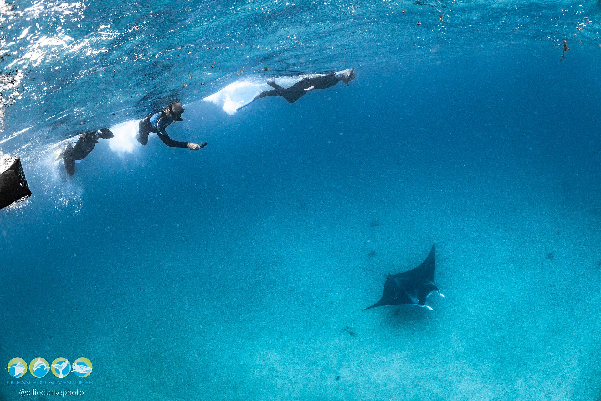 manta ray swimming over sand with snorkelers at the surface