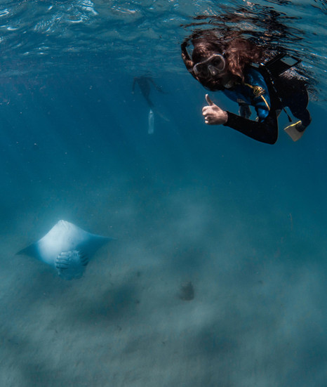 guests swimming with Manta Rays