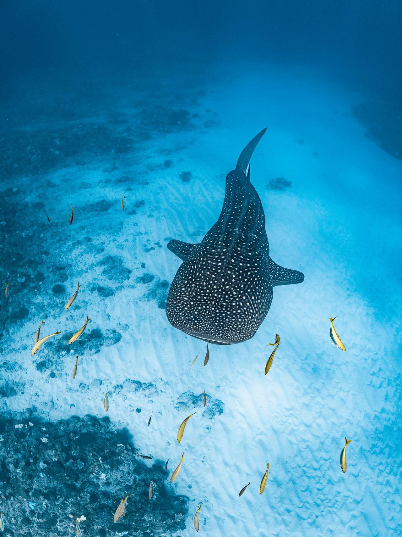 whale shark in shallow clear water