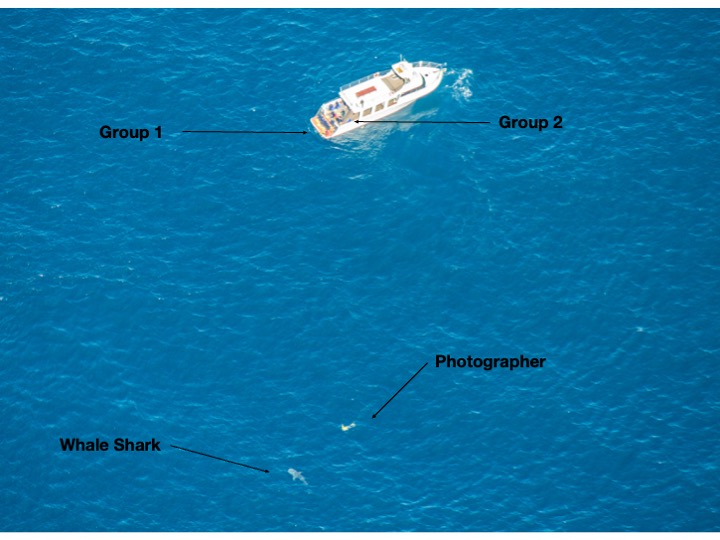Latitude 22 lining up for a whale shark swim