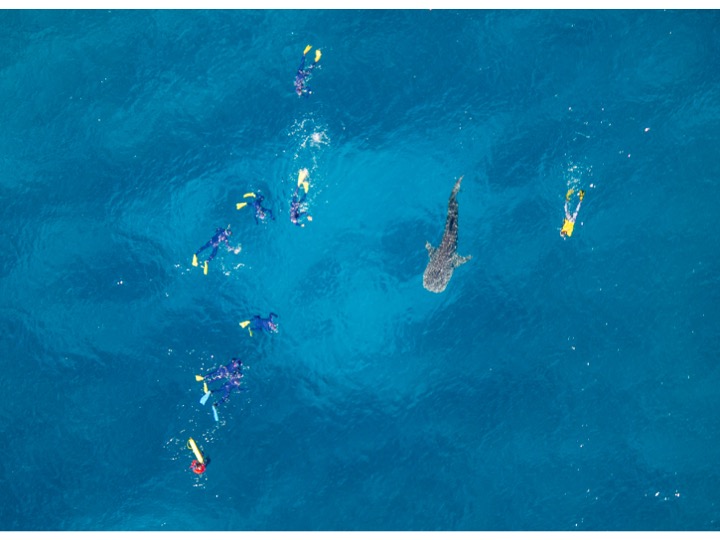 group 1 swimming with a whale shark shark
