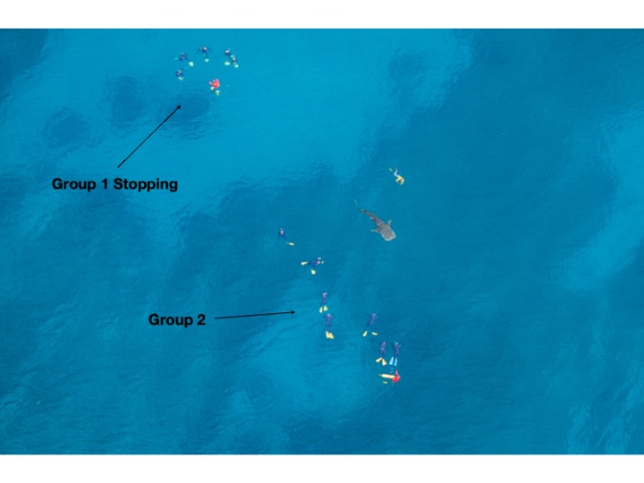 group 1 has now stopped swimming while group two now swims with a whale shark