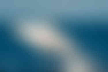 humpback whale breaching