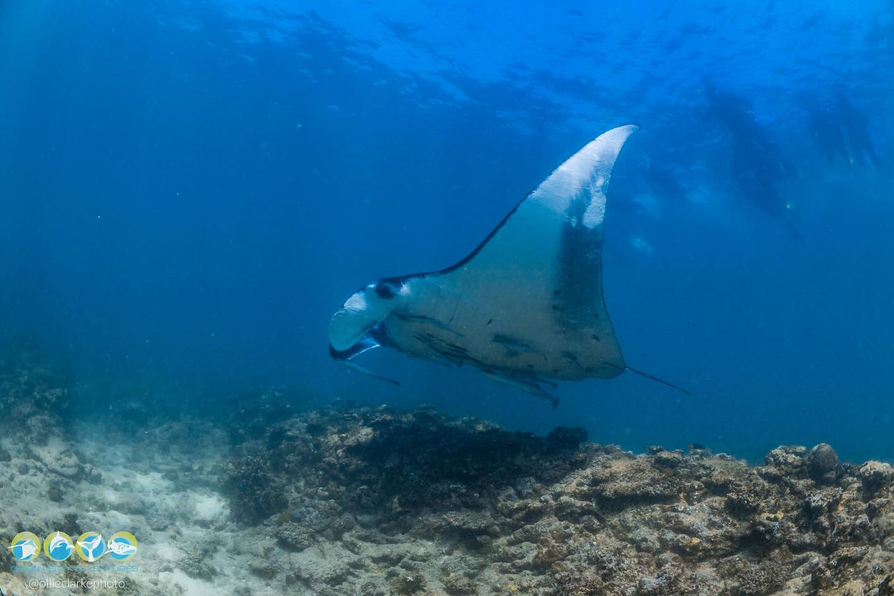 manta ray over shallow coral reef
