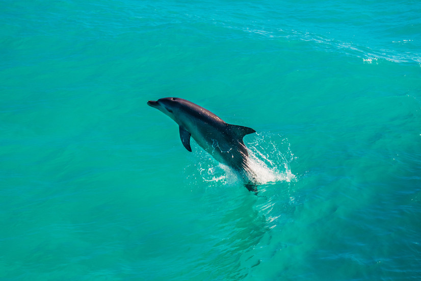 dolphin jumping