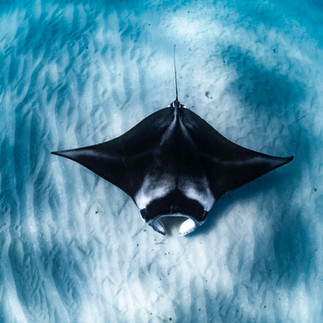 manta ray swimming over shallow water