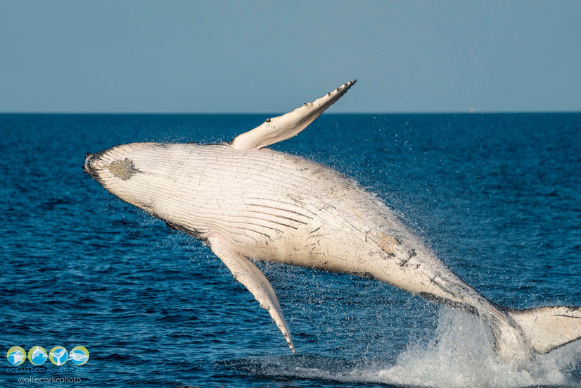 humpback whale breaching