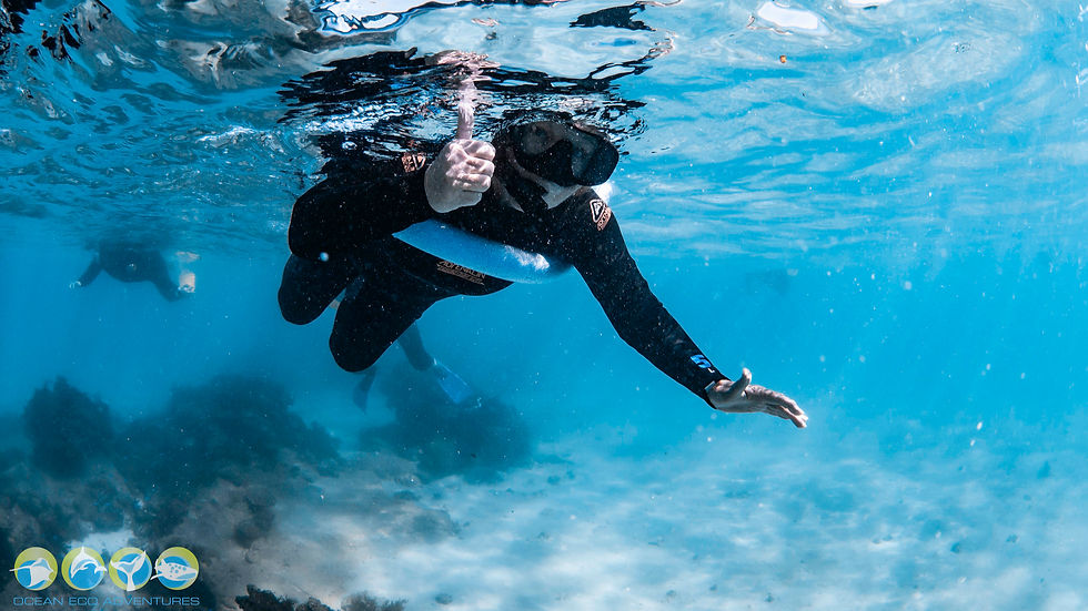 guest snorkelling with floatation aid