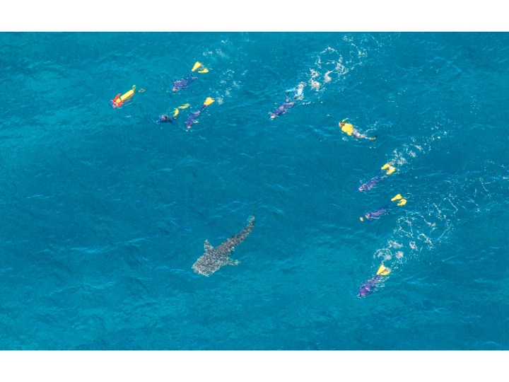 group one spread out swimming around the whale shark