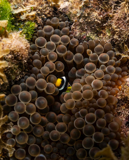 clarkes anemone fish