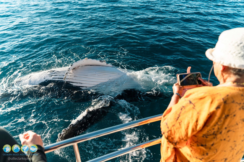 whale right next to boat on tour