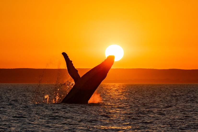 humpback whale breach with sunset in background