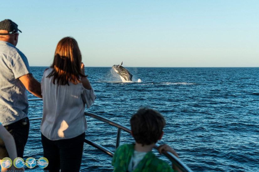humpback whale breaching in background 