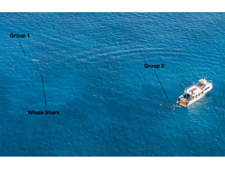 group one swimming with whale shark while group 2 gets lined up for a swim
