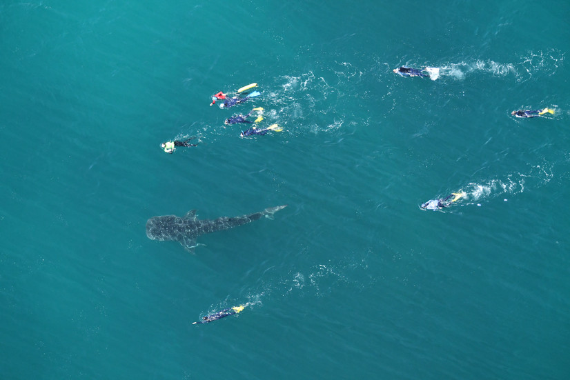 people swimming with a whale shark