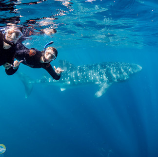 guests swimming with a whale shark