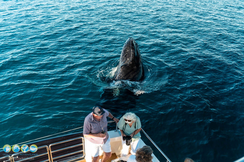 whale right next to guests on tour