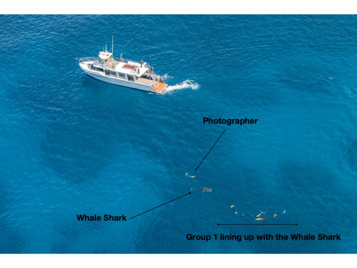 Latitude 22 has dropped group 1 in for whale shark swim