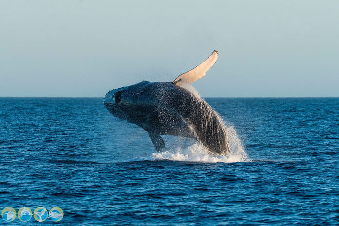 humpback whale breaching