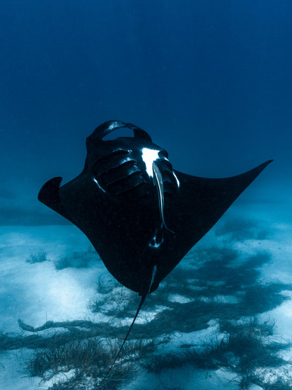 manta ray barrel rolling