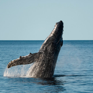 Humpback Whale Breach