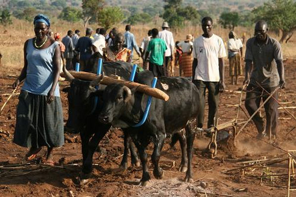 Peace Harvest Working Oxen.jpeg
