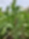 IMG_1155.jpeg