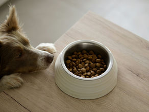 Giardien beim Hund: Die optimale Unterstützung läuft über die Ernährung