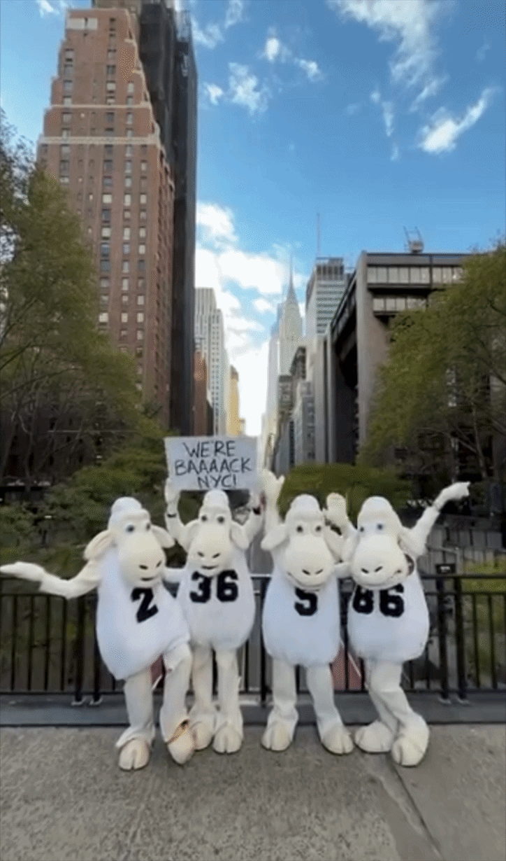 Serta Sheep.gif