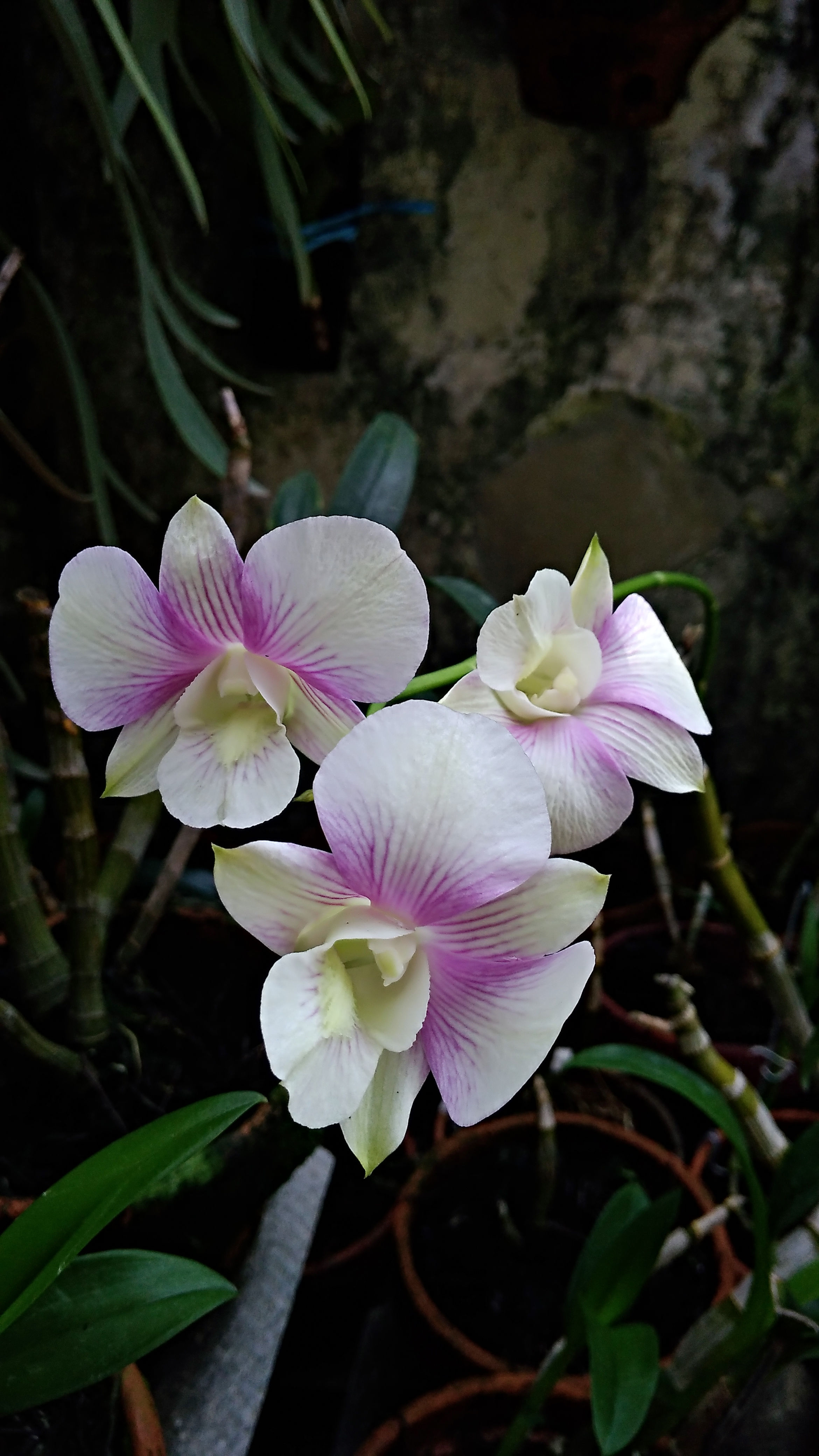 Anggrek Dendrobium