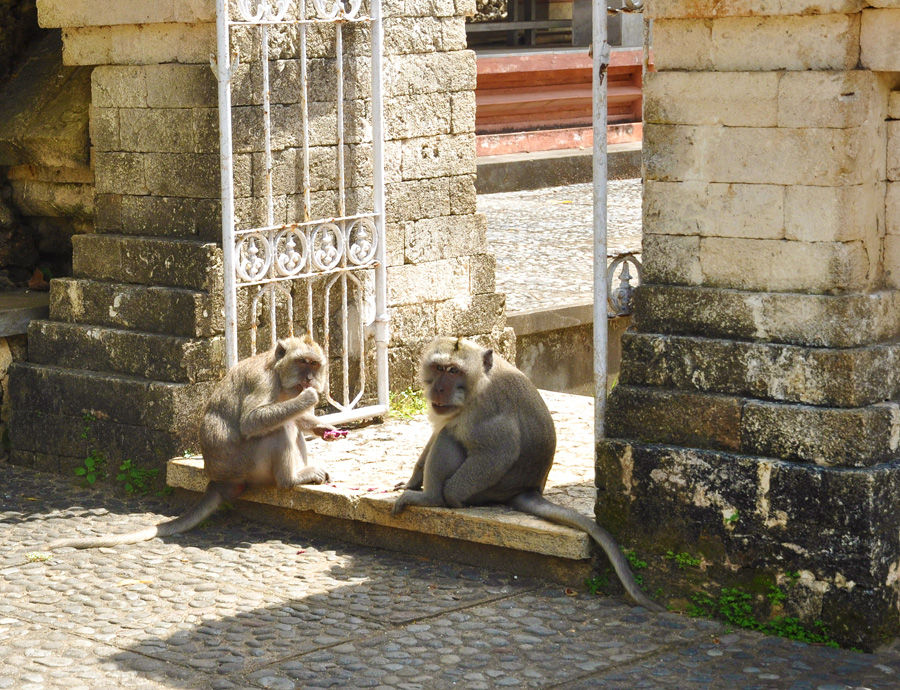 Singes devant temple