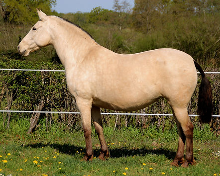 GITANA MJ Avril 2020