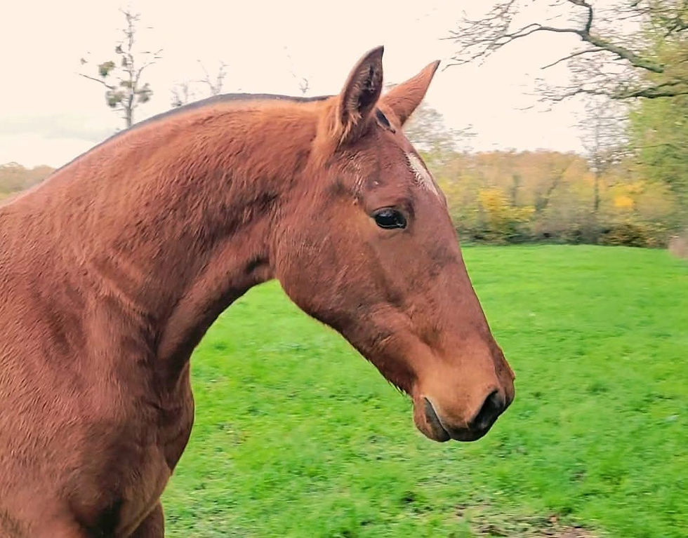 Miniature : NOELYA COSTIERO