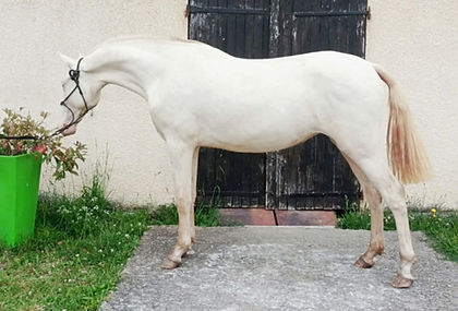 NINFEA COSTIERO 2ans.jpg
