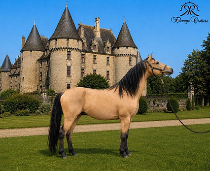 Lumi château 2026.jpg