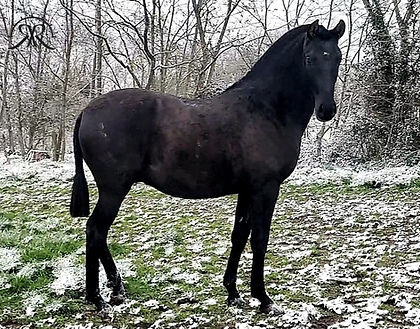 Osmozio neige Nov.25.jpg