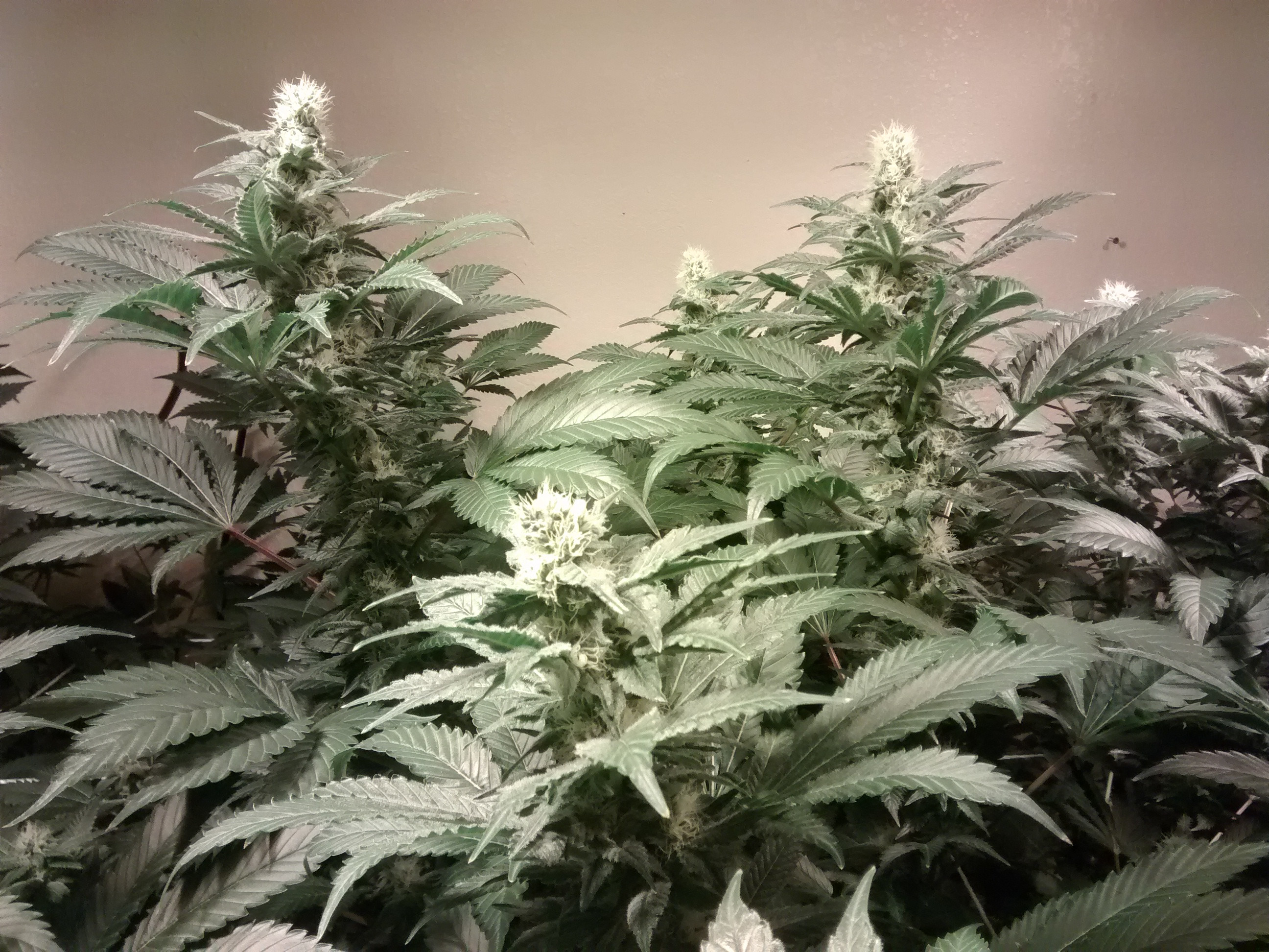 Grand Purple Kush