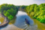 A boat travelling through the canals of a mangrove forest