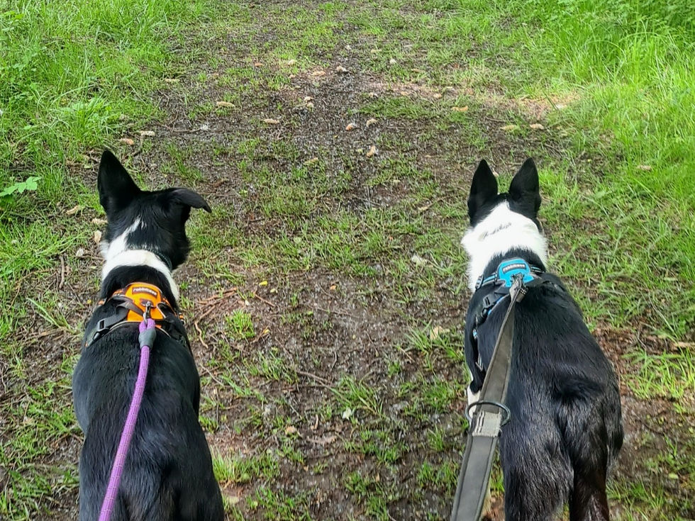 Eye-level view of a dog walker with a leash in a city park
