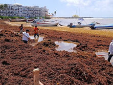 Domina sargazo Caribe mexicano; causa afectaciones sin precedentes al turismo