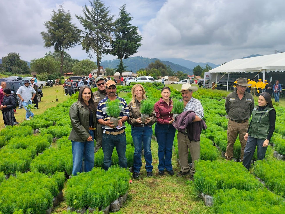 Gobierno de Puebla refuerza patrimonio natural de 626 mil árboles en Zacatlán