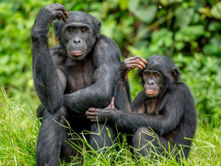Bonobos: los chimpancés más parecidos a los humanos